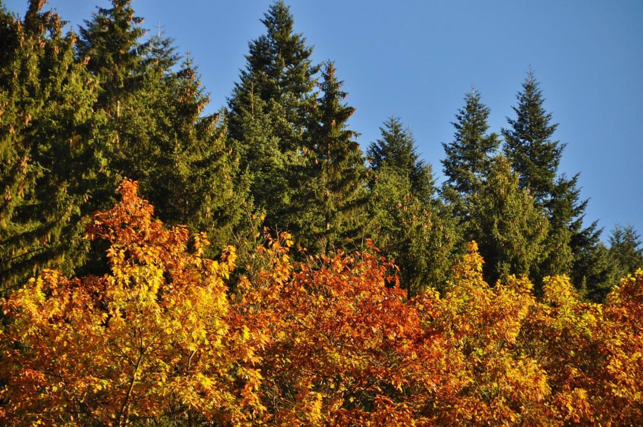 Flair-Hotel Waldfrieden Oberweißbach Esterno foto